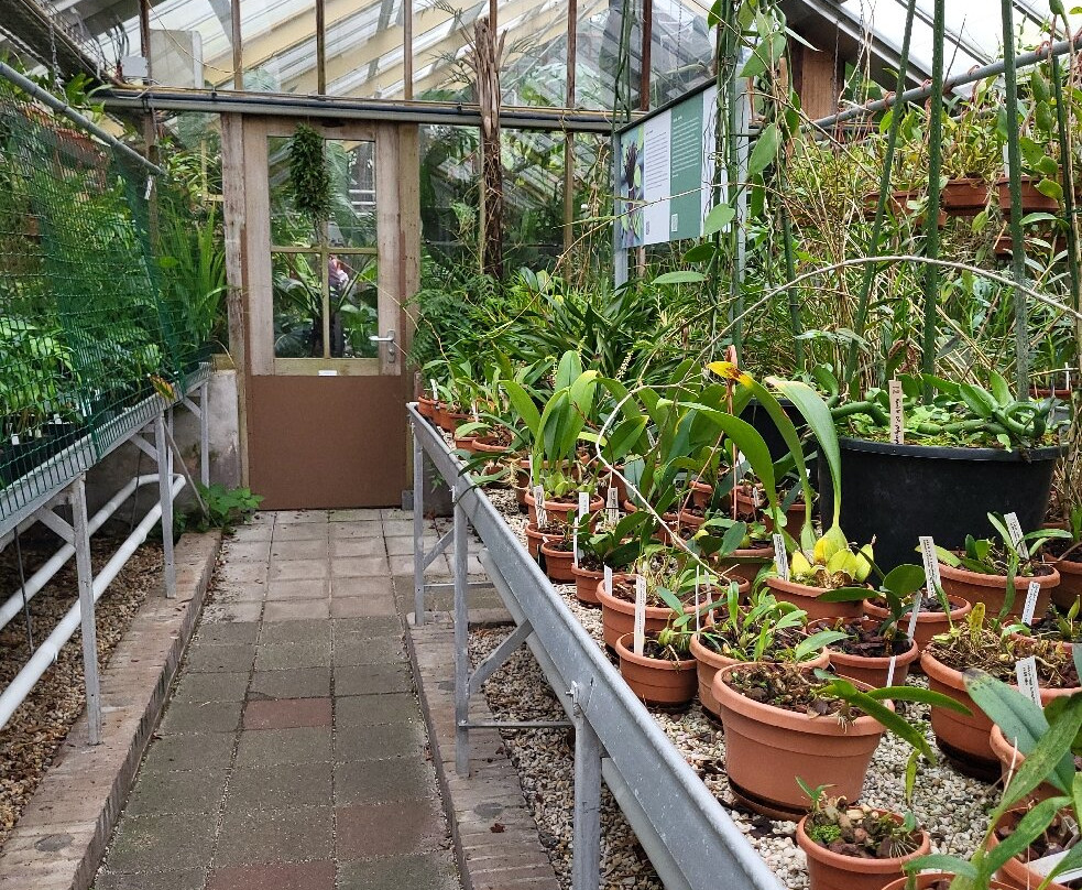Hortus Botanicus Leiden景点图片