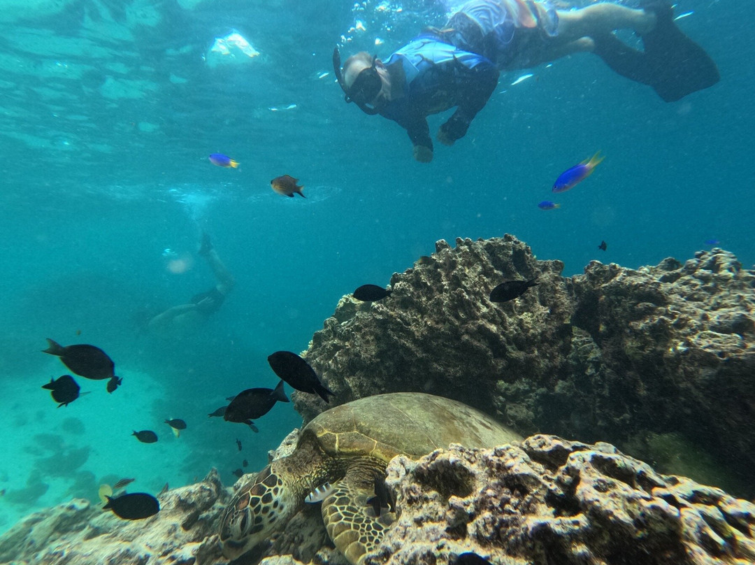 Kali & Kato's Rarotonga Turtle Tours-Takitumu District必去景点