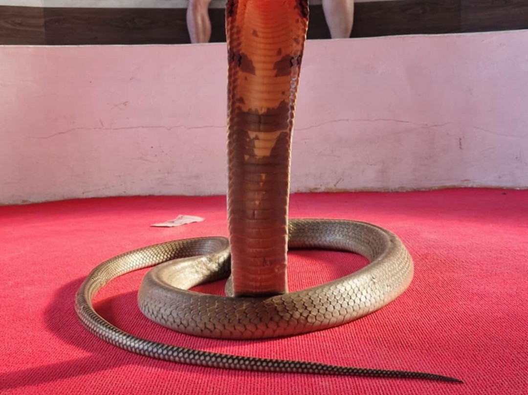 Snake Farm and Monkey School-奥南必去景点
