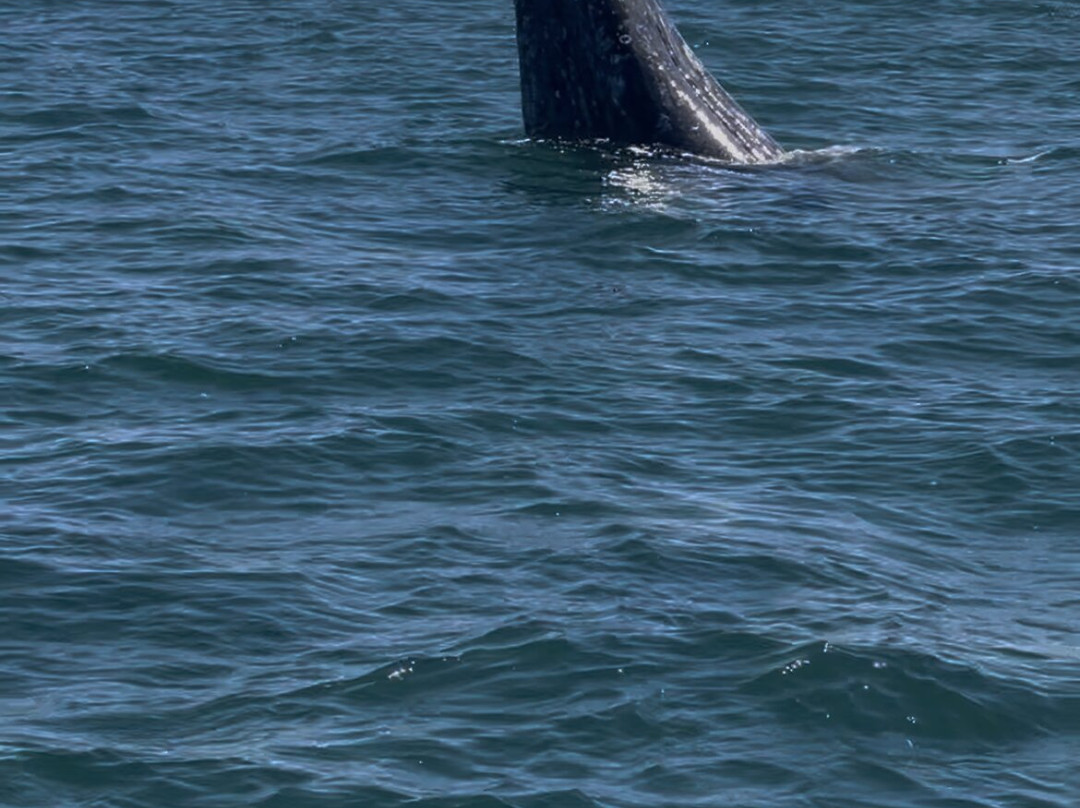 Baja Wild Encounters-La Ventana必去景点
