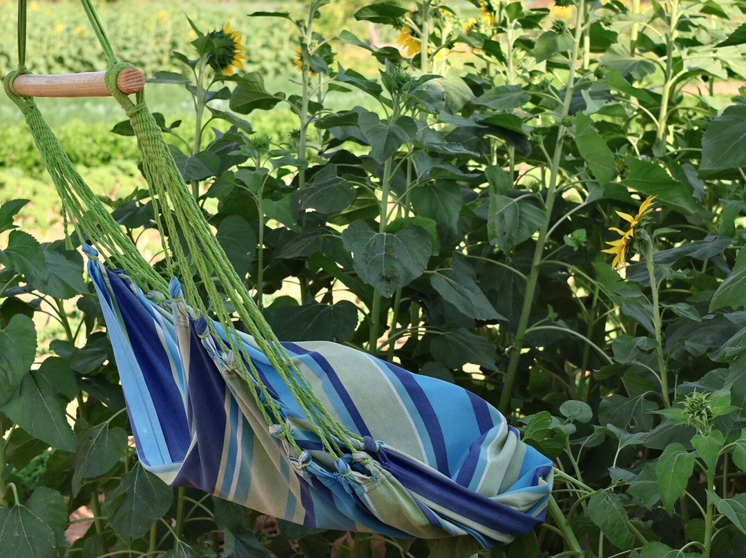 Emirates Bio Farm-阿布扎比酋长国必去景点