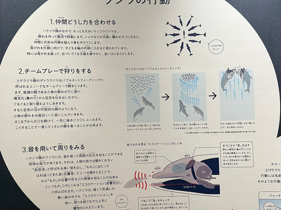 Whale Town Oshika-石卷市必去景点