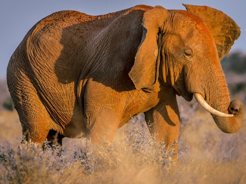 FRENZY ADVENTURES LIMITED-蒙巴萨必去景点