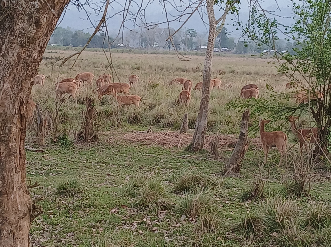 Kaziranga Jeep Safari Assam-Kohora必去景点