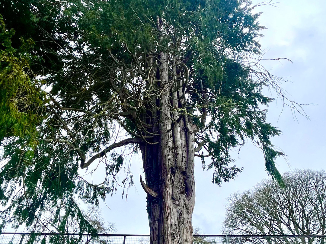 Blackmuir Wood景点图片