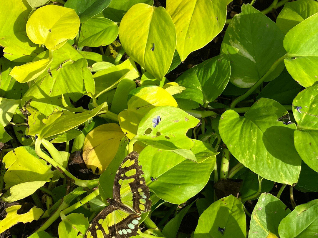 Butterfly Wonderland-斯科茨代尔必去景点