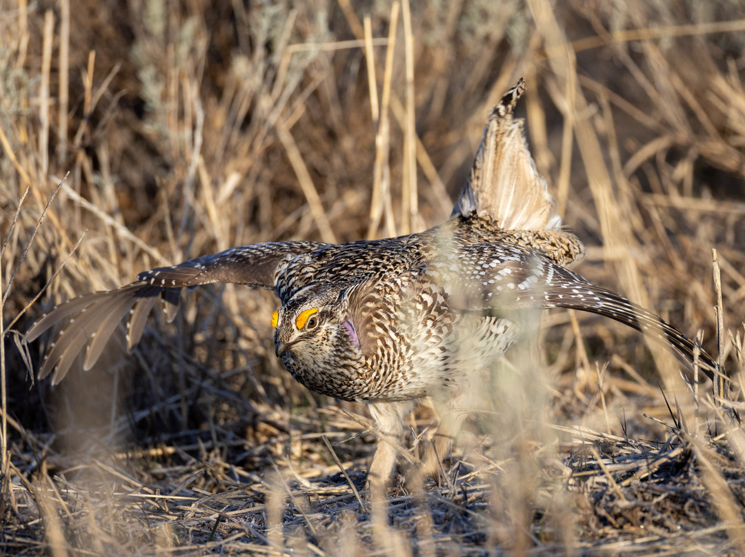 Antigone Wildlife Tours