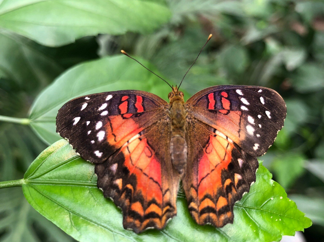 The Butterfly House-维也纳必去景点