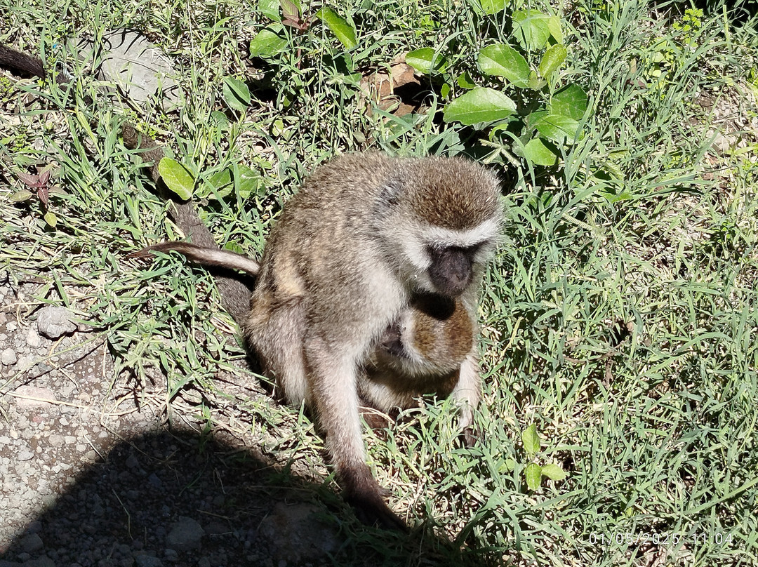 Azizi Africa Luxury Safaris-Karen必去景点