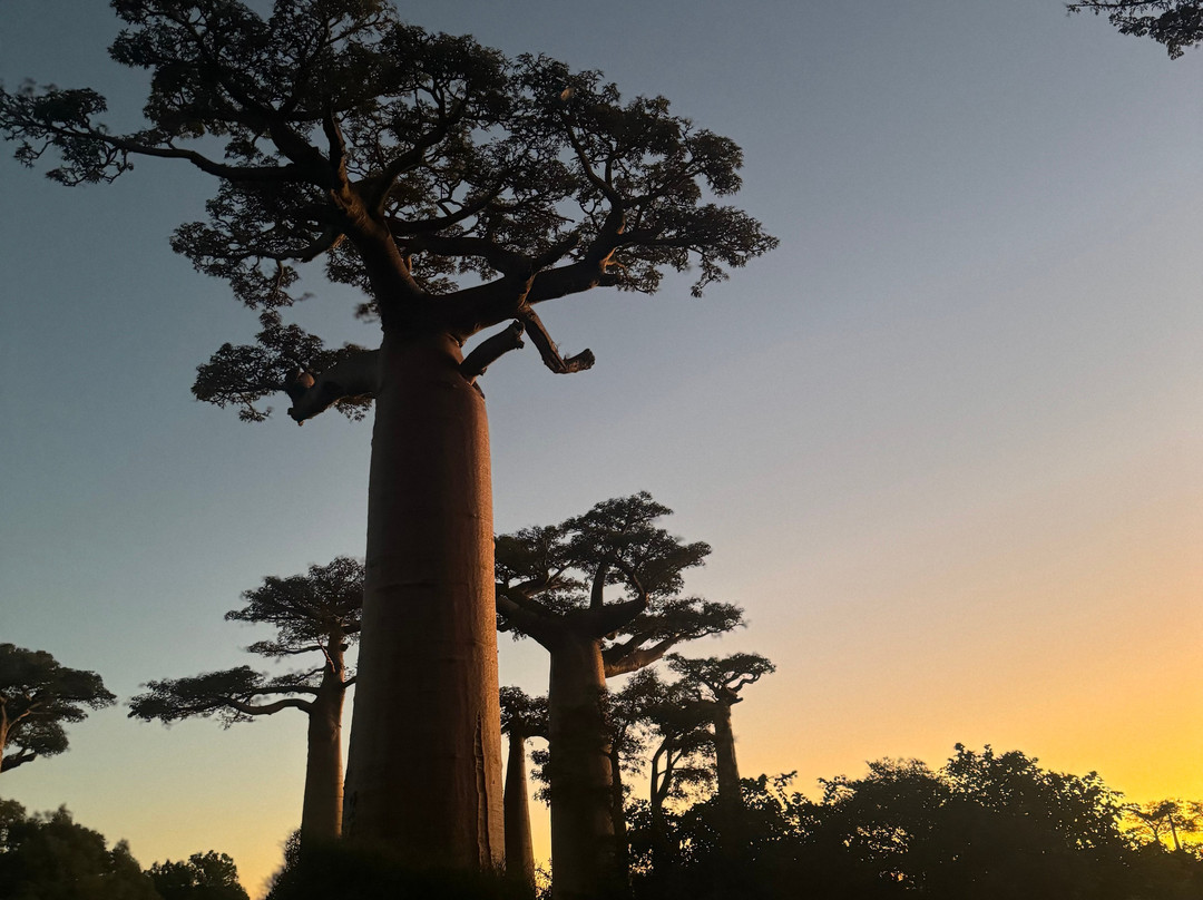 Madagascar Natural Tours-安塔那那利佛必去景点