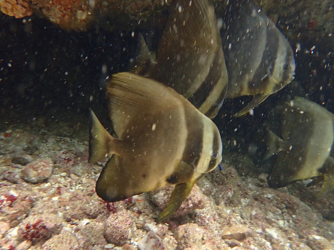 Extra Divers Sifah景点图片