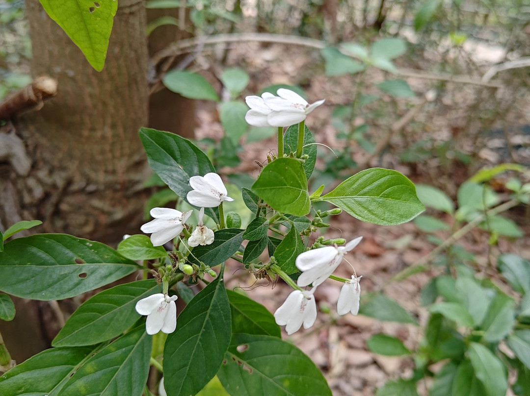 Ho Ho Go Experience Limited-香港必去景点