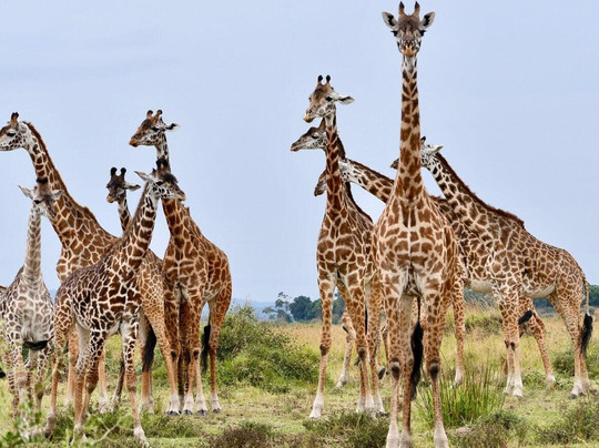 Mamistravel safaris-蒙巴萨必去景点