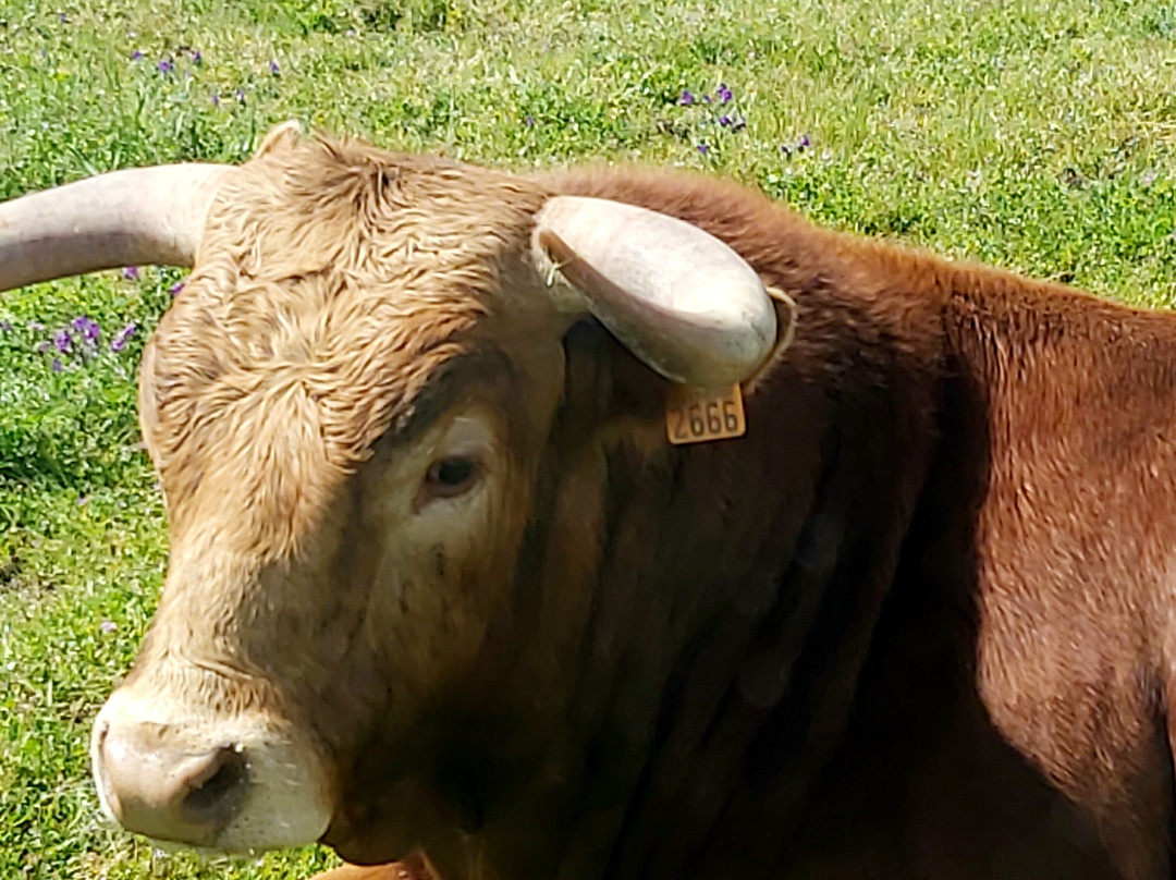 Ganaderia Antonio Palla-Ledesma必去景点