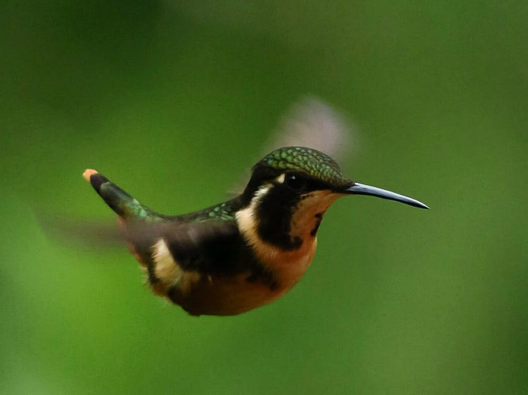 Sachatamia Lodge主图