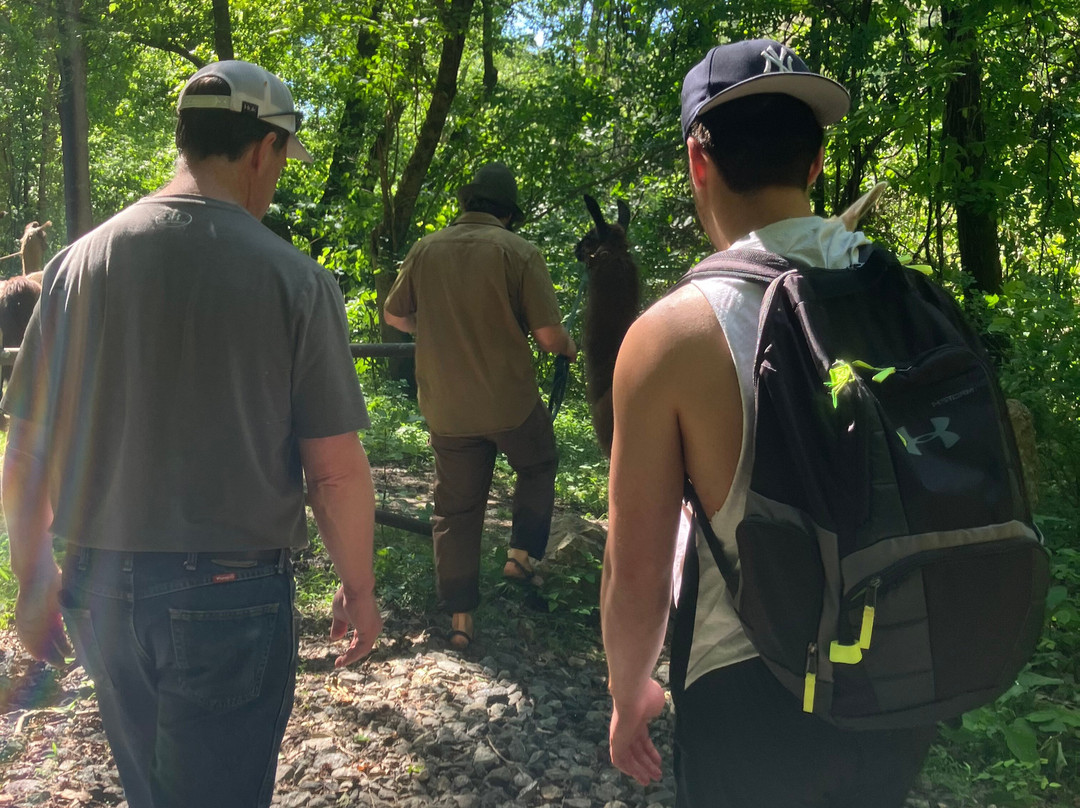 Llamas Of Hot Springs-Hot Springs必去景点