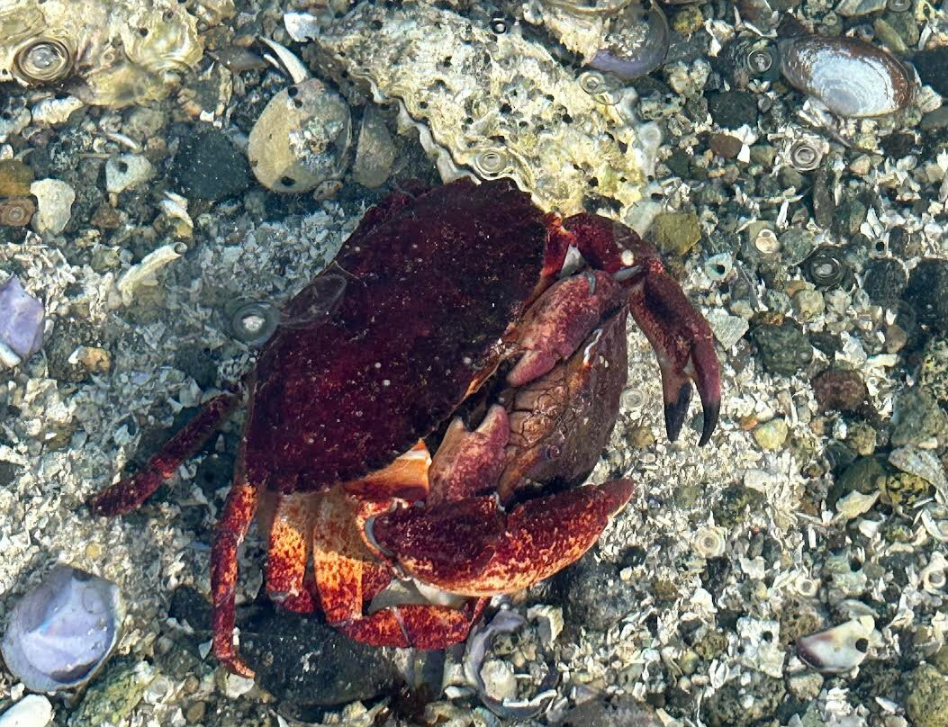 Mansons Landing Provincial Park-Mansons Landing必去景点