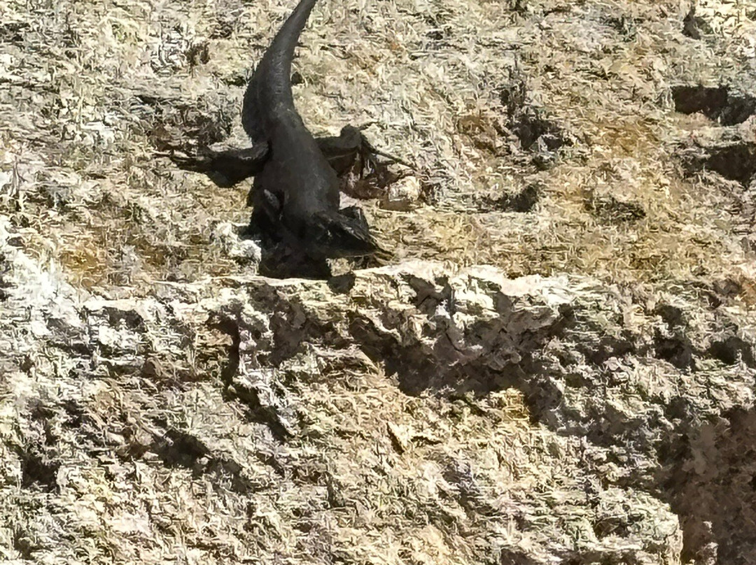BlackLizzard - Punta Prima Water Sports-Punta Prima必去景点