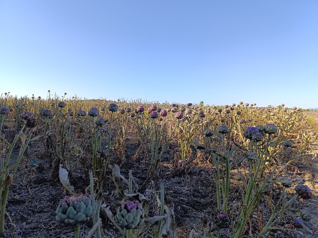 Masseria Scannaturco主图