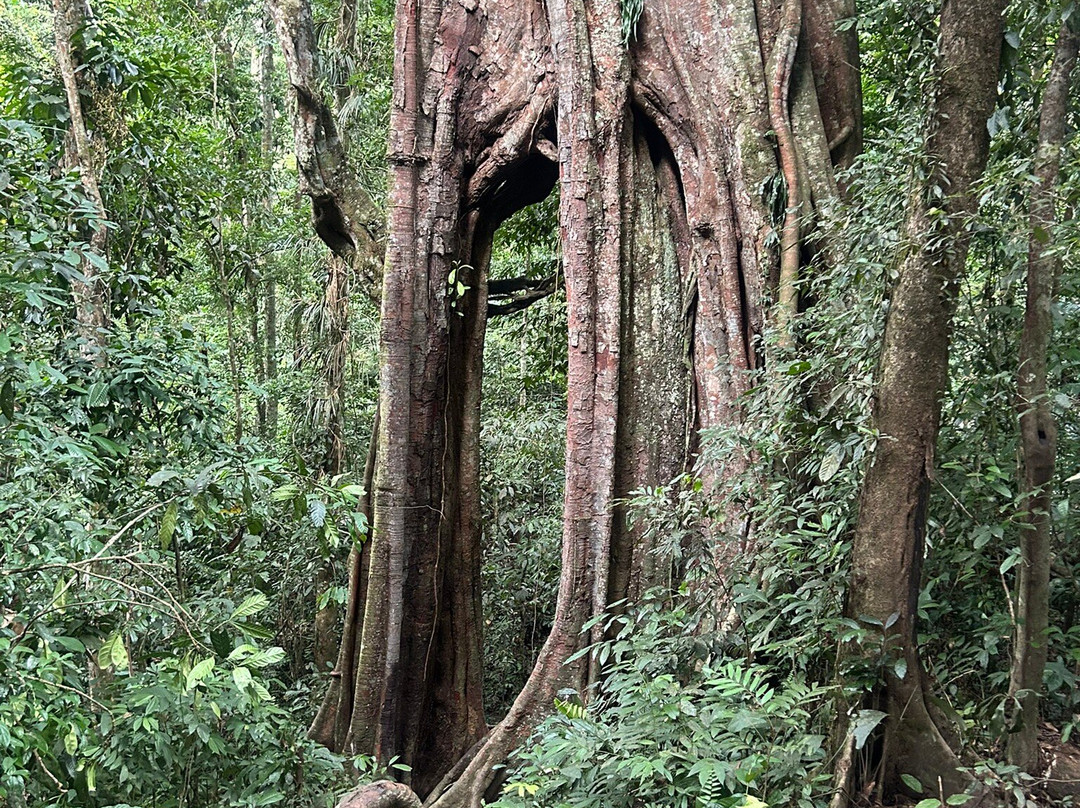 Hasby Ketambe Jungle Tours-Ketambe必去景点