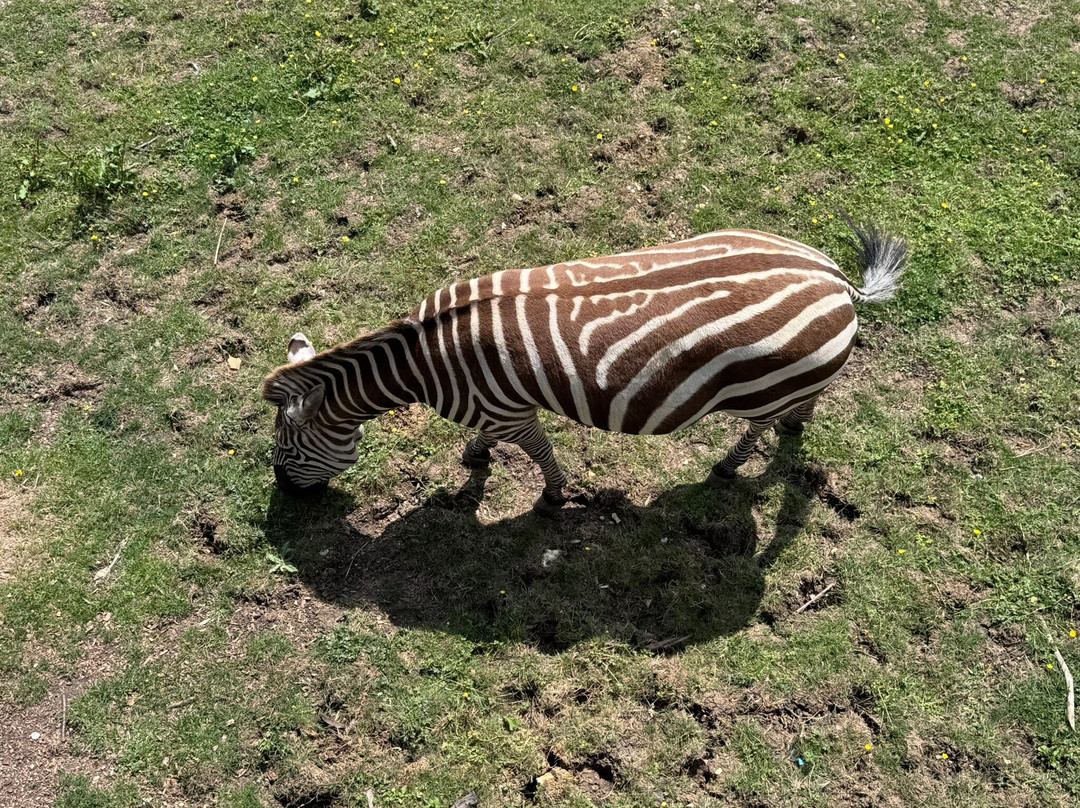 Marwell Zoo景点图片