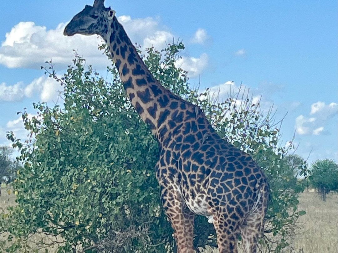 Wapo Africa Safaris Ltd-阿鲁沙必去景点