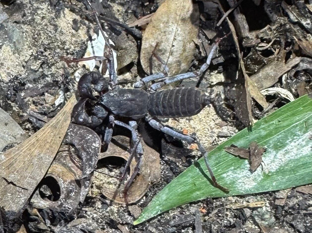 Herping Tour Vietnam - Guide Diệp Tùng-Ben Luc必去景点