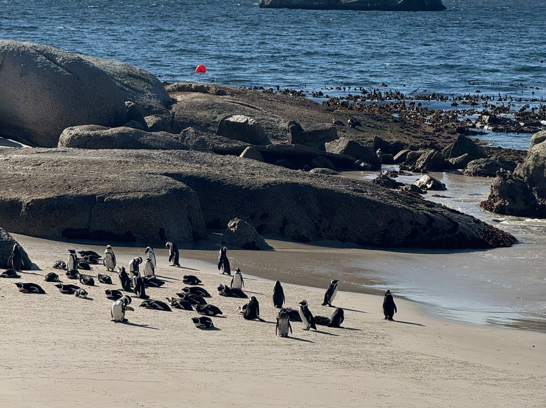 Dreamcoast Tours & Transfers-开普敦必去景点