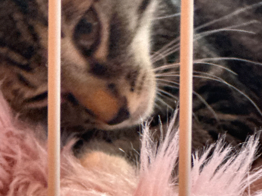 Cat Cafe Maui-卡胡卢伊必去景点