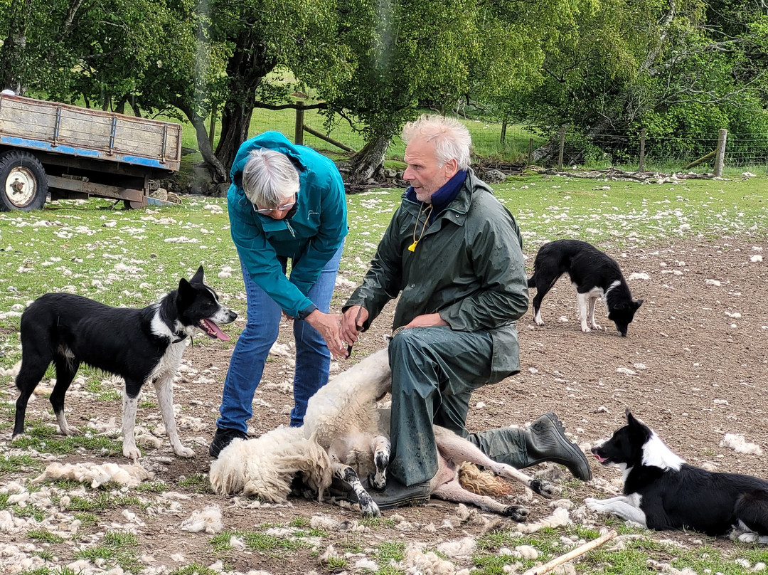 Working Sheepdogs-Kincraig必去景点