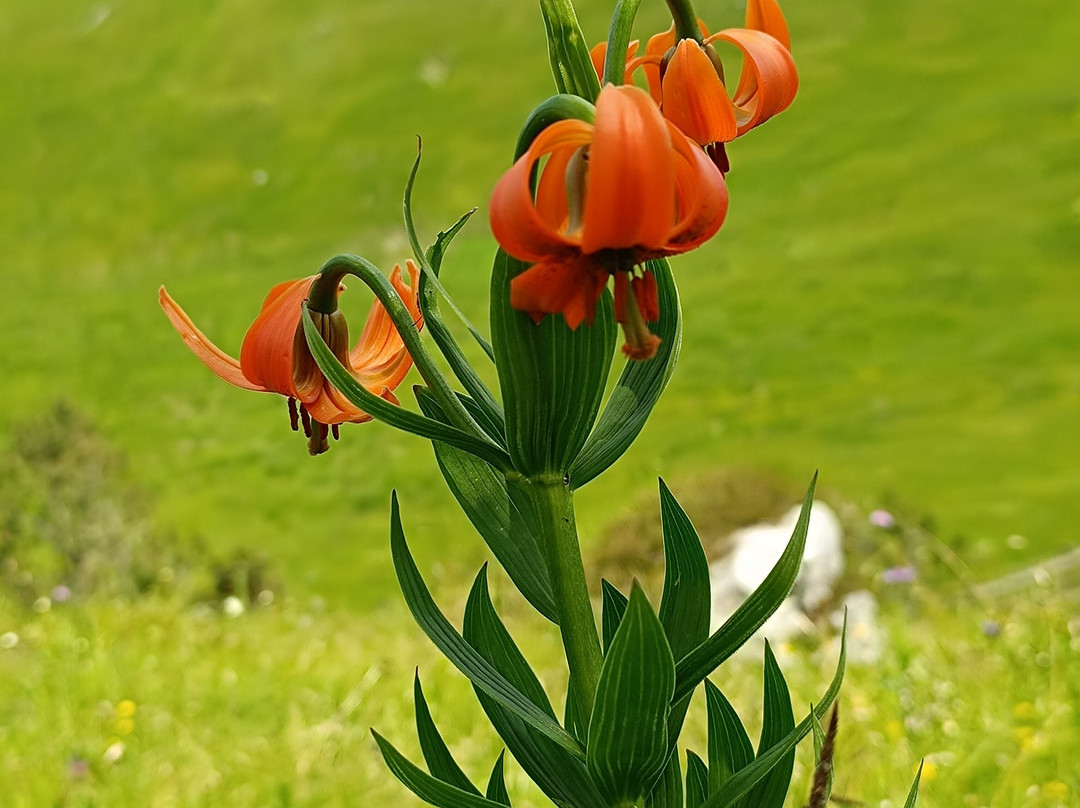 Giardino Botanico delle Alpi Orientali-Nevegal必去景点