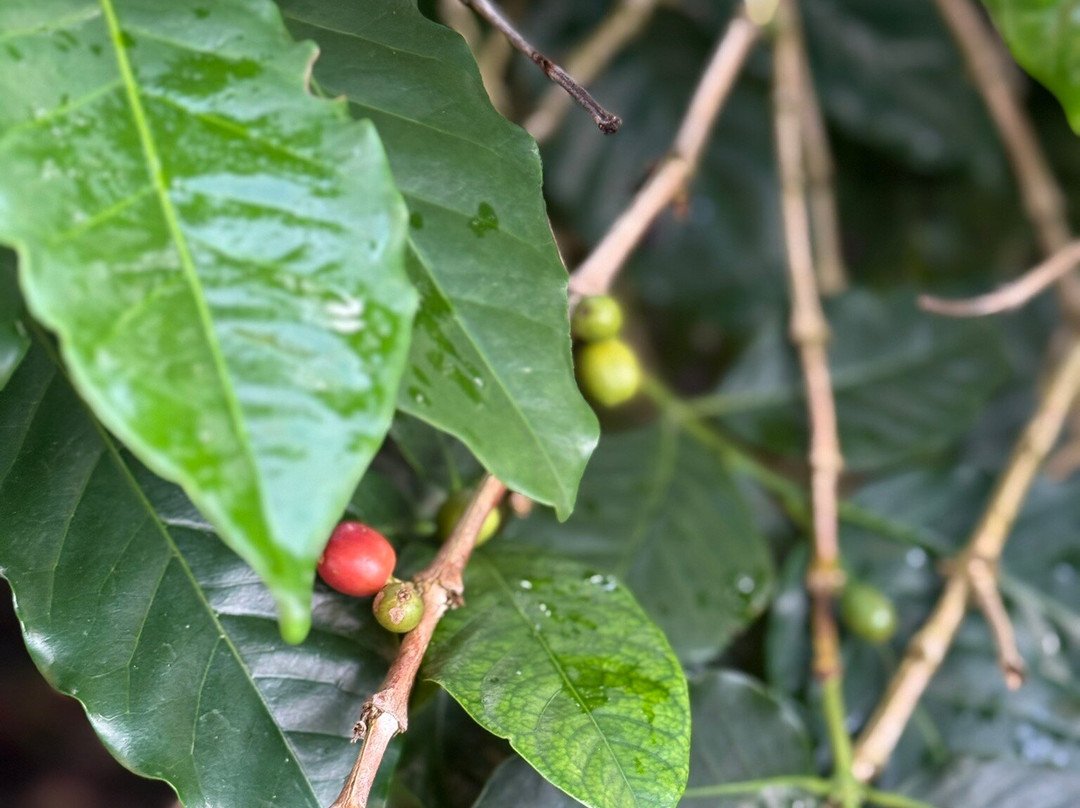 Cafe San Alberto-布埃纳维斯塔必去景点
