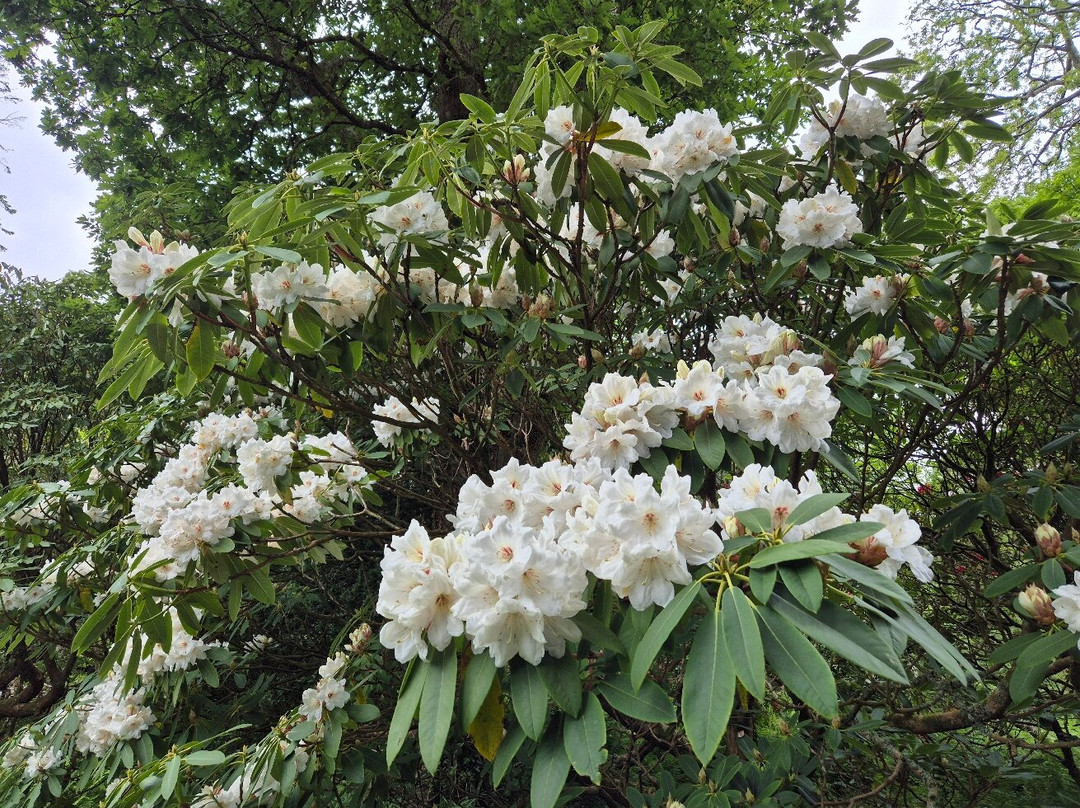 Picton Castle Gardens-哈弗福韦斯特必去景点
