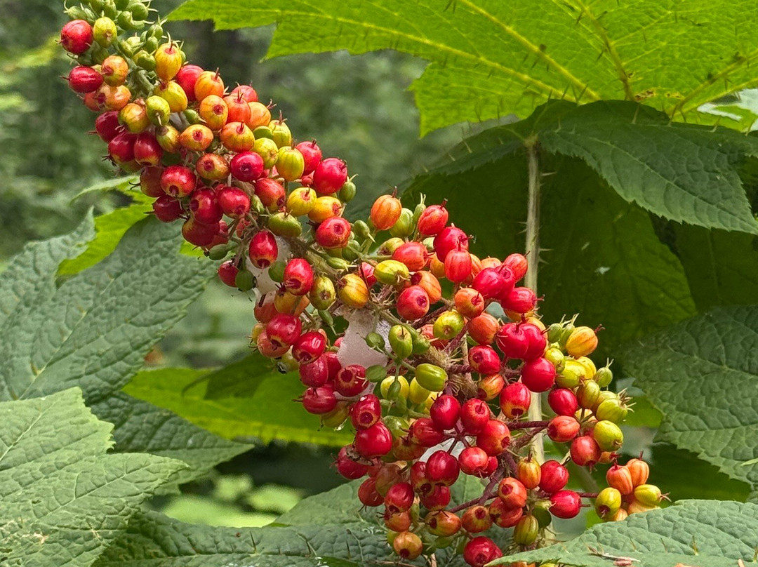 Wahkeena Falls-劳特代尔必去景点