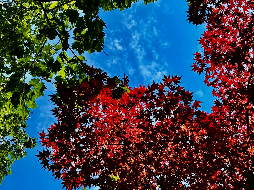 Gray Line Toronto City Tours & Niagara Falls Tours-多伦多必去景点