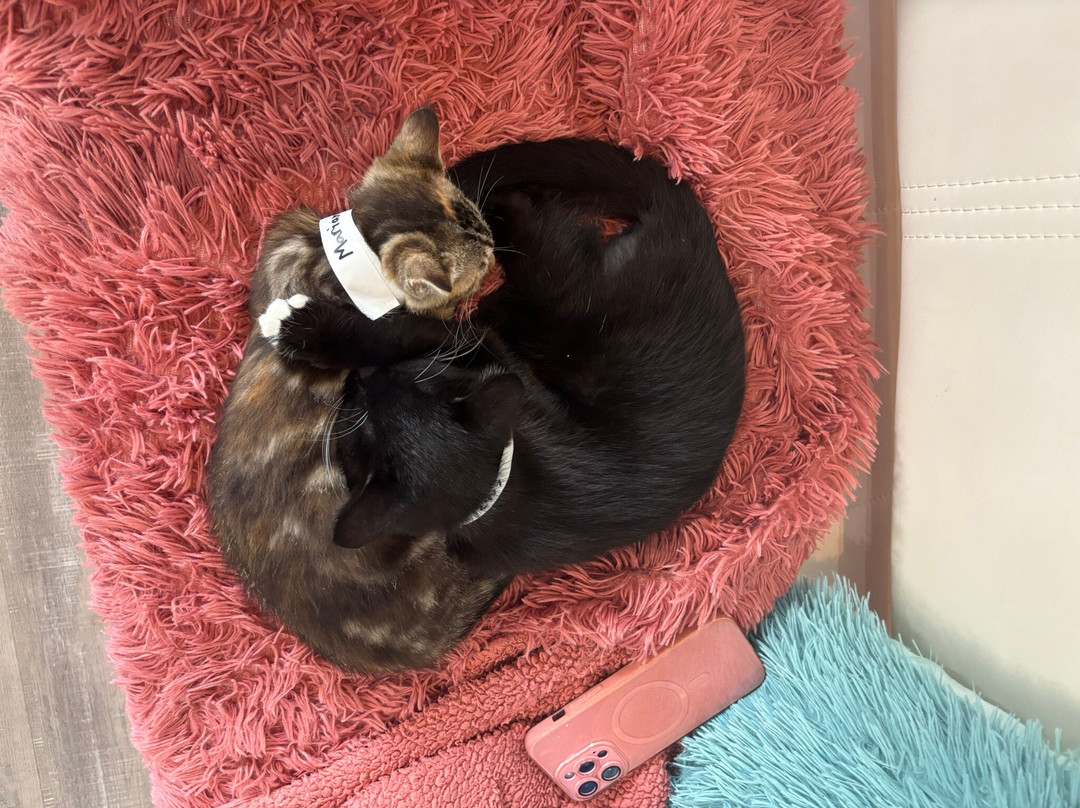 Purrfect Day Cafe Covington-卡温顿必去景点