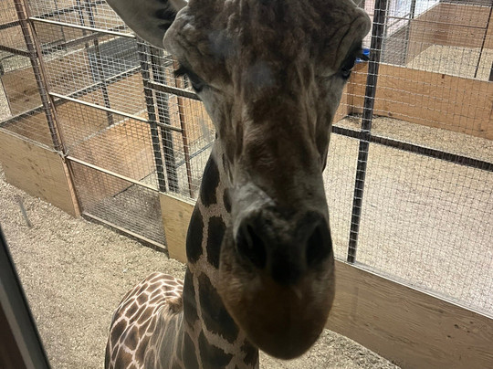 Giraffe Inn And Safari-New Boston必去景点