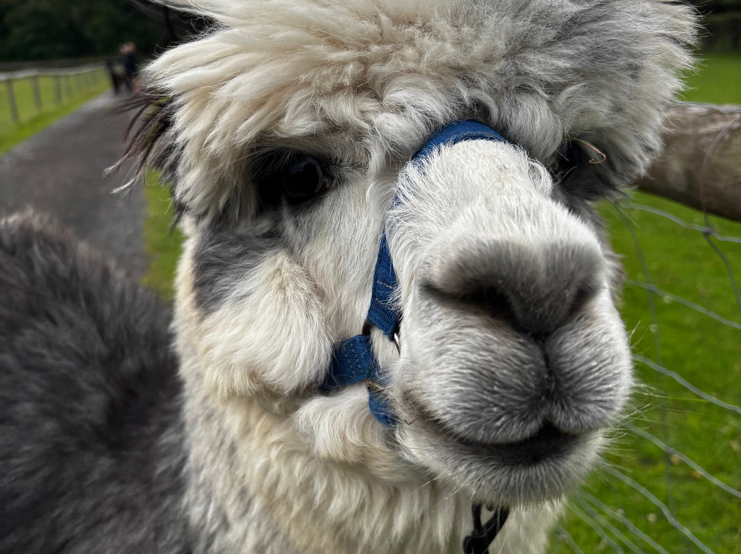 White Peak Alpaca Farm-Mobberley必去景点