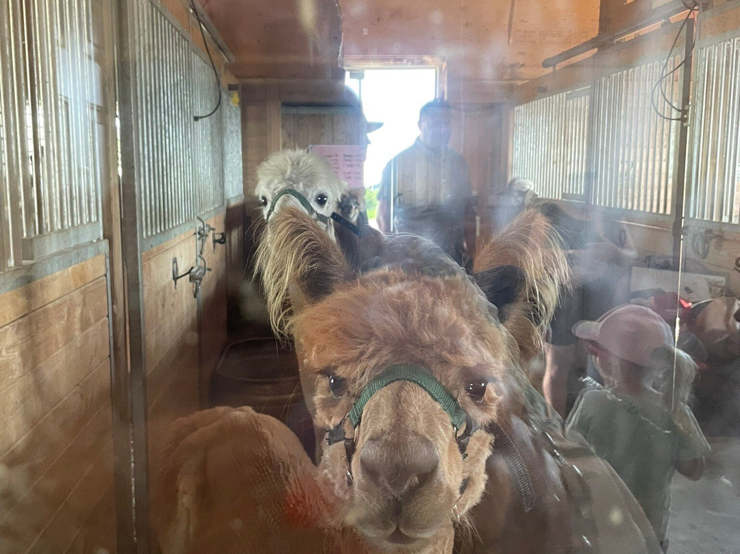 Alpine Ridge Alpacas-Clarksburg必去景点