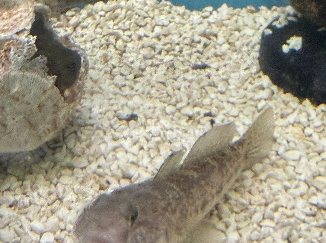 Lyme Regis Marine Aquarium-莱姆里杰斯必去景点