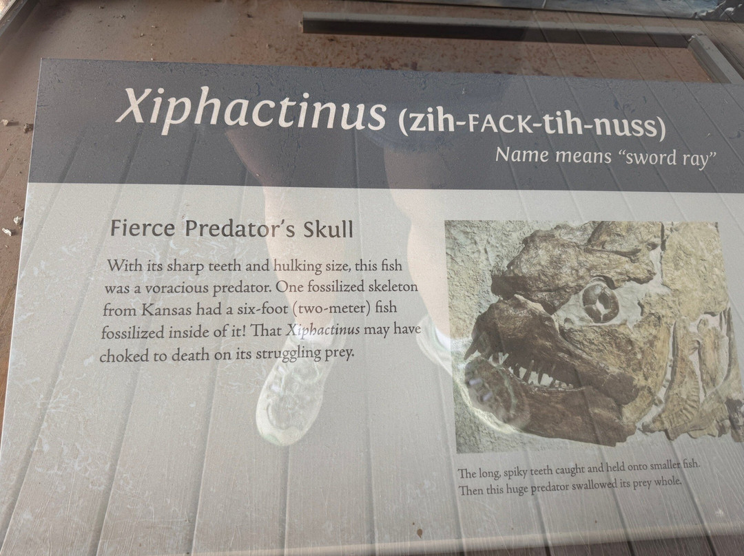 Big Bend National Park - Fossil Bone Exhibit-大弯国家公园必去景点