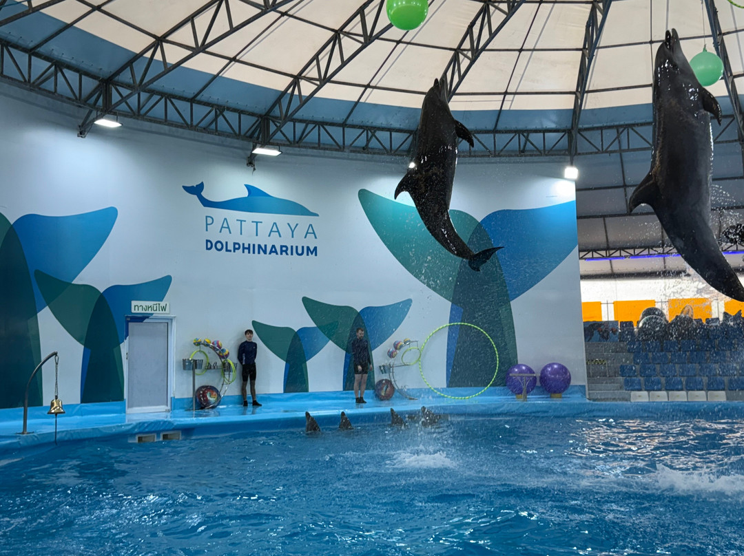 Pattaya Dolphinarium-芭堤雅必去景点