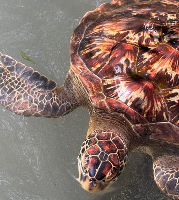 Zanzibar Alibaba Tours-桑给巴尔岛必去景点