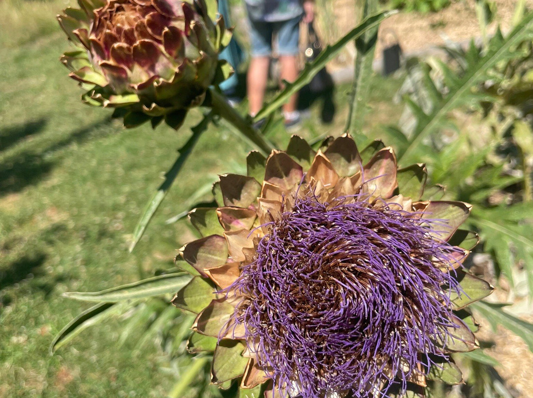 Camifolia Garden-Chemille必去景点