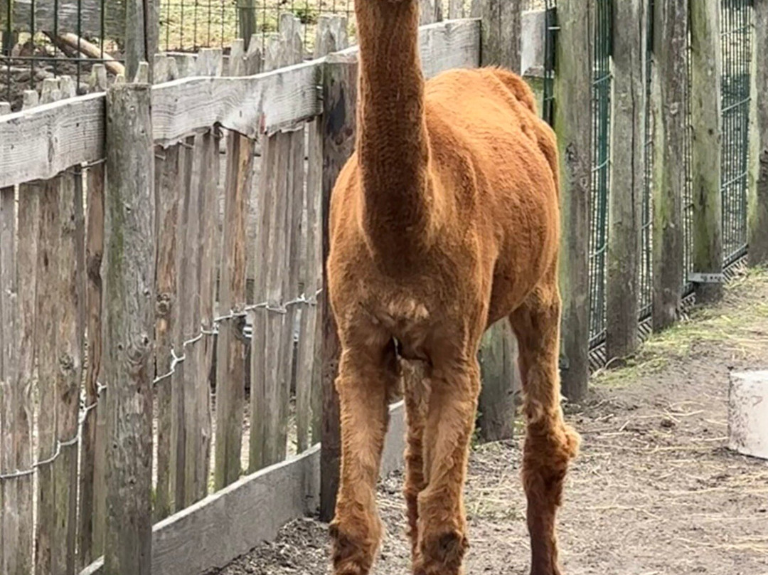 De Steenuil-Oirschot必去景点