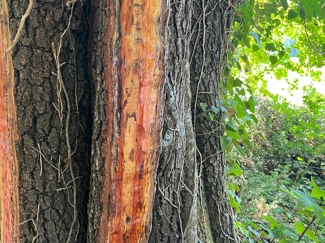 Dalyan Trophy-达利安必去景点