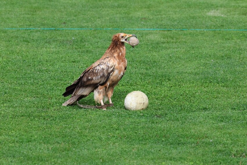 Adler Arena Burg Landskron-Landskron必去景点