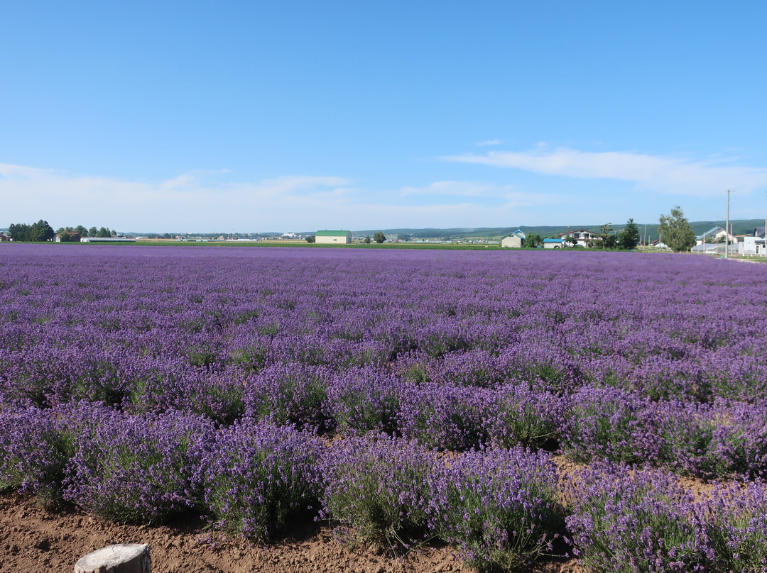 Farm Tomita Lavender East-上富良野町必去景点
