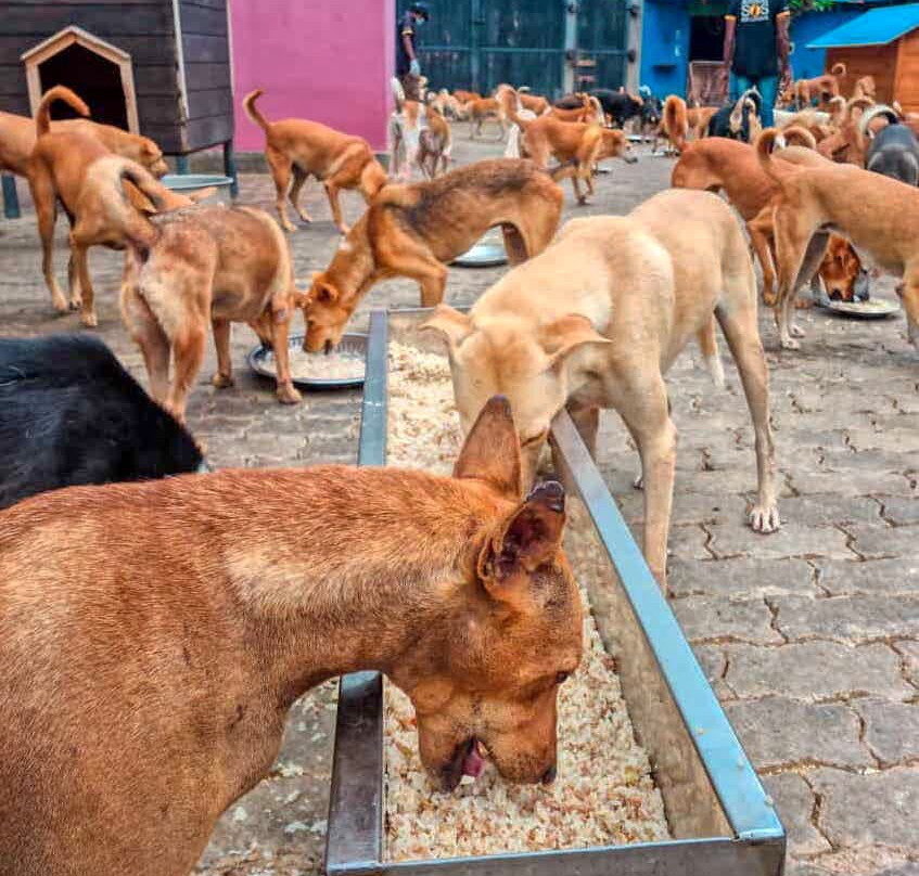 Animal SOS Sri Lanka