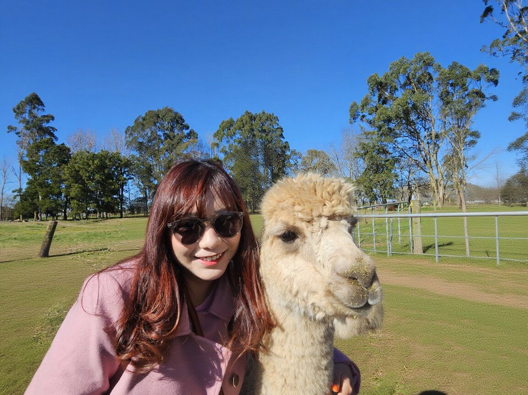 Cornerstone Alpaca Farm-戈登顿必去景点